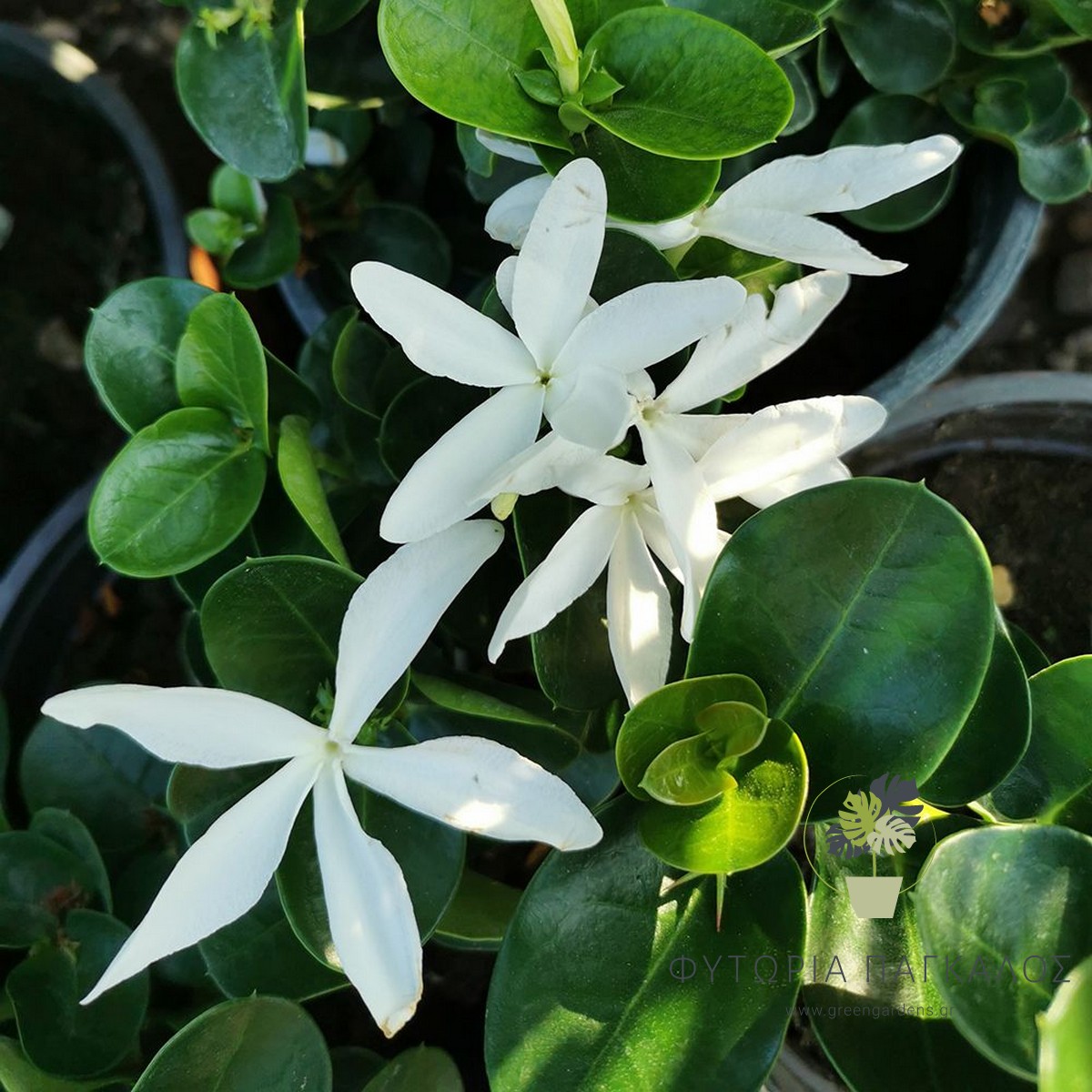 ΚΑΡΙΣΣΑ Carissa macrocarpa - 2